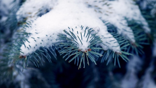 Een sparrentak met een lange naald bedekt met een dikke laag sneeuw in de winter