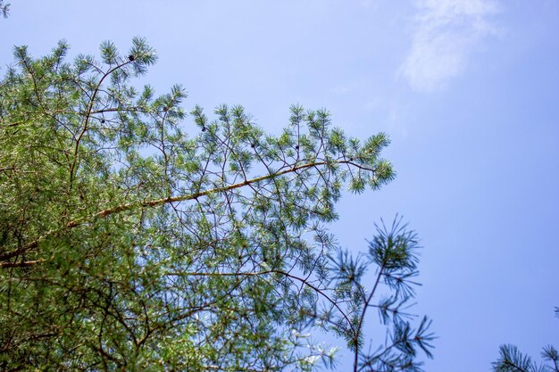 Een sparrentak op hoogteGroene takken van een denGroene takken tegen de blauwe lucht