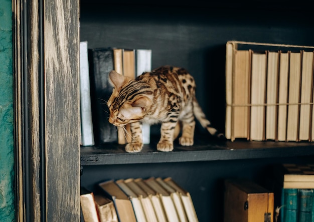 Een speels Bengaals katje klom op een boekenplank