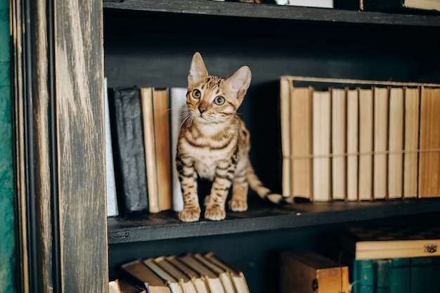 Een speels Bengaals katje klom op een boekenplank