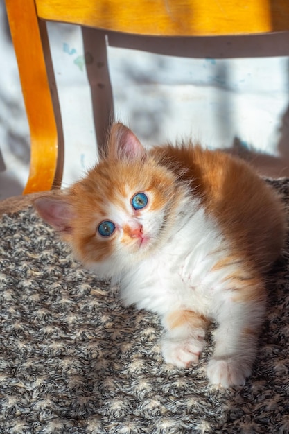 Een speels klein katje op een stoel kijkt nieuwsgierig Schattig huisdier