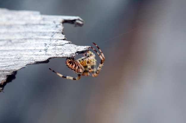 Een spidercross met een prachtig patroon op de achterkant zit op een stuk hout wilde dieren