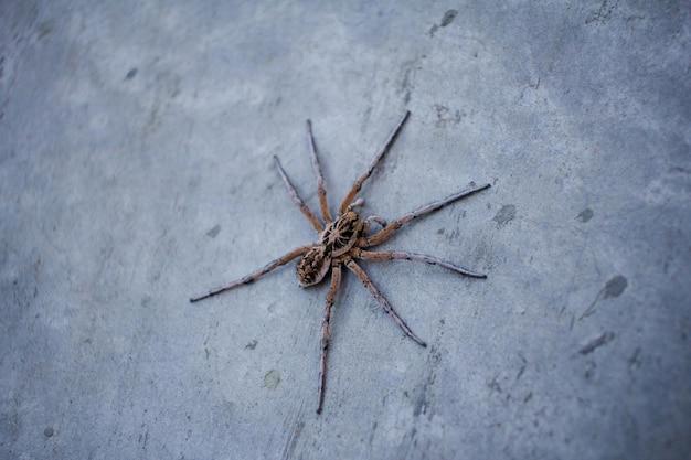 Foto een spin die is opgegeten door een spin