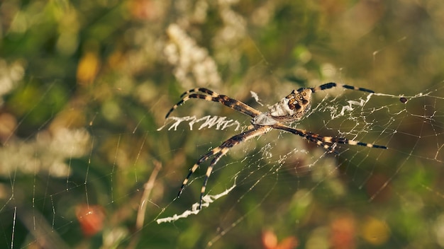 Een spin in zijn web Argiope argentata