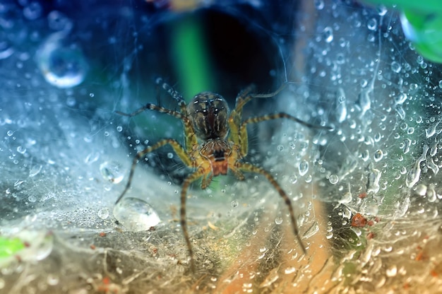 Een spin op een spinnenweb met druppels