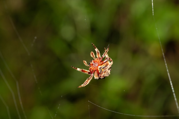 Een spin weeft zijn web in het regenwoud.