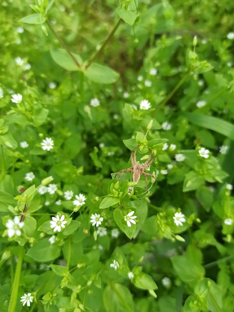 Een spin zit op een kleine groene plant met witte bloemen.