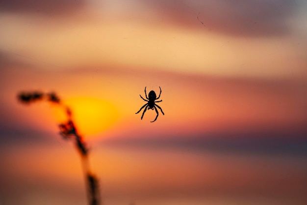 Een spin zit voor een zonsondergang