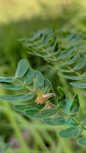 Een spin zittend op een blad