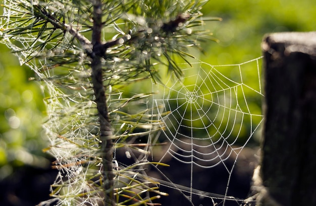 Foto een spinnenweb is omgeven door een boom.