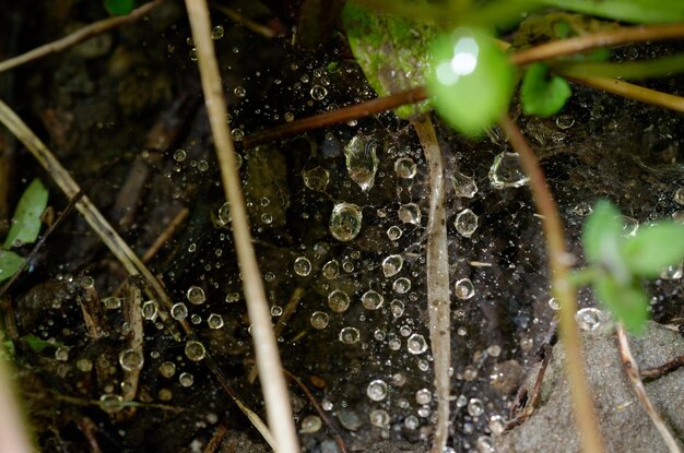 Foto een spinnenweb met waterdruppels erop