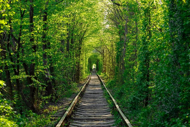 Een spoorlijn in de lentebostunnel van liefde