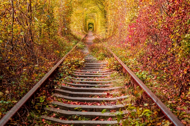 Een spoorweg in de herfst bostunnel van liefde