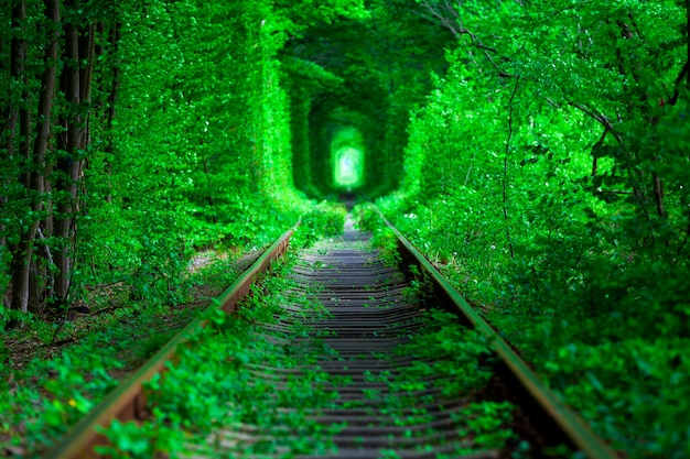 Een spoorweg in de lente bostunnel van liefde