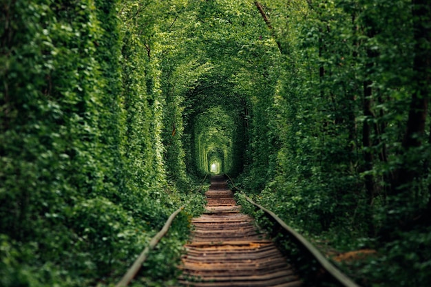 Een spoorweg in de lente bostunnel van liefde