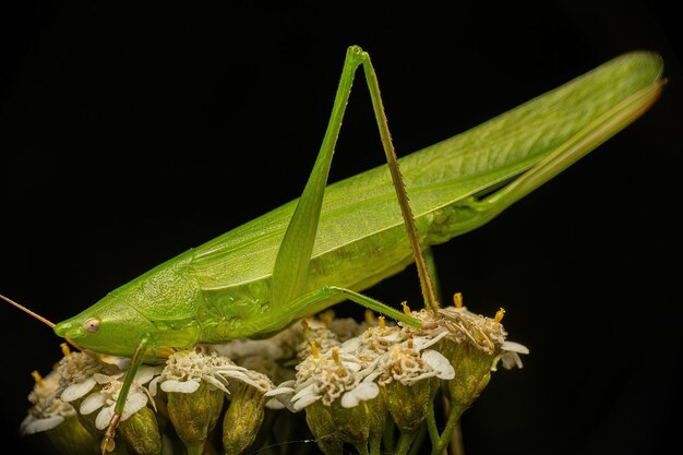 Foto een sprinkhaan zit op een bloem met een zwarte achtergrond.