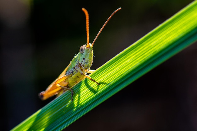 een sprinkhaan zit op een groen blad