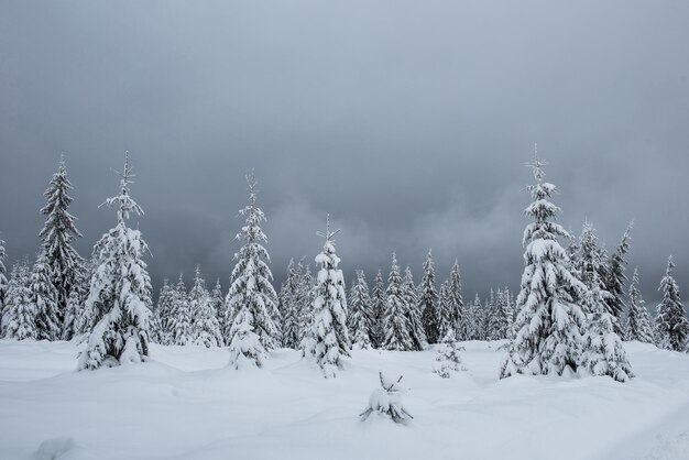 Een sprookjesachtig winterlandschap met dennenbomen