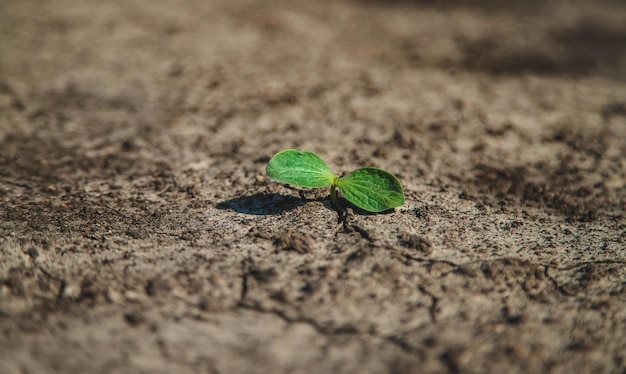 Een spruit groeit in droge grond Selectieve focus