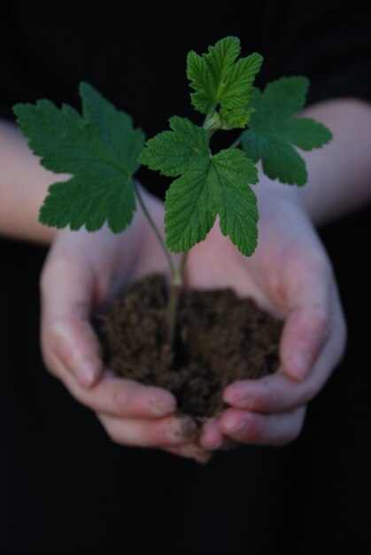 Een spruit op een hand