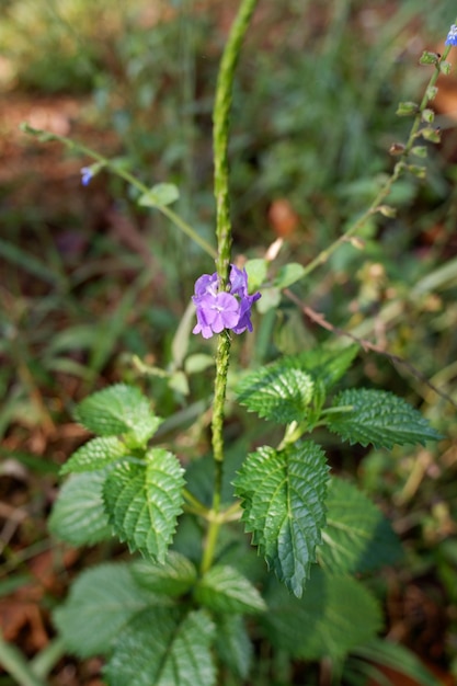 Foto een stachytarpheta urticifolia plant met bloem