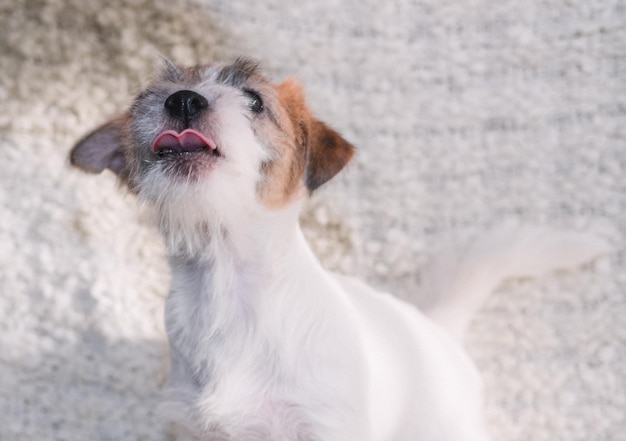 Een stand van een stijfharige Jack Russell Terrier op een lichte achtergrond, een tentoonstellingshond staat ernaast