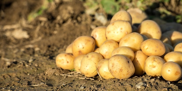 Een stapel aardappelen op de grond