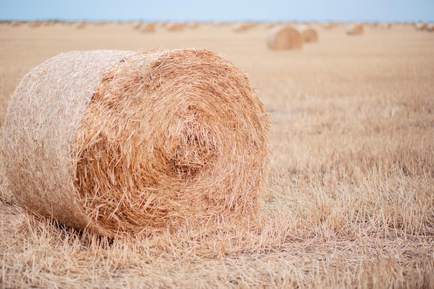 Een stapel hooi in een veld graan oogsten in landbouwvelden