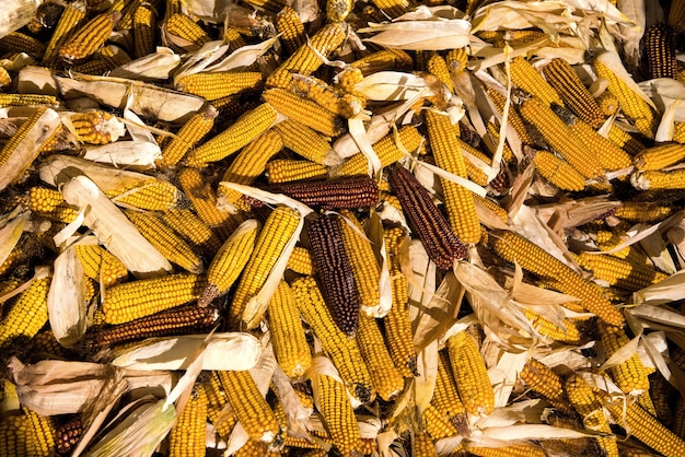 Een stapel maïskolven in de boerderij. Maïskolven achtergrond