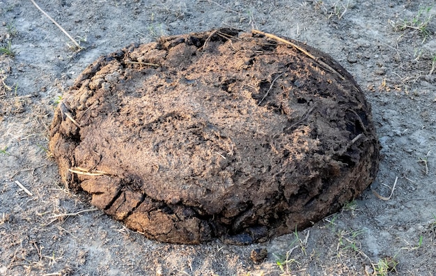 Een stapel opgeslagen koeienmest op de grond voor organische mest