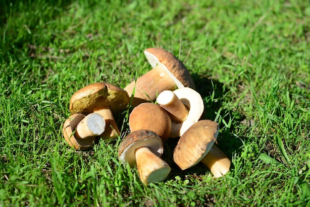 Een stapel paddenstoelen op het gras met het woord "paddenstoel" op de bodem.