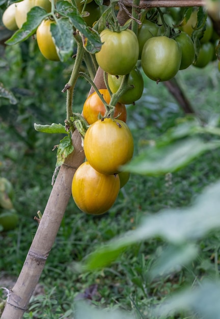 Een stel biologische verse tomaten van hoog ras die met selectieve focus aan een tak in de tuin hangen