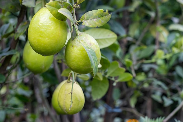 Een stel volwassen groene citroenen die van dichtbij in de tuin hangen