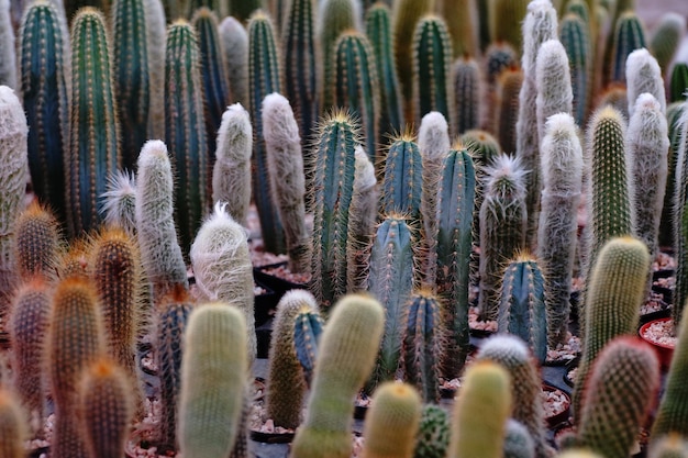 Een stelletje cactussen met witte en blauwe stekels en een pluizige bovenkant.