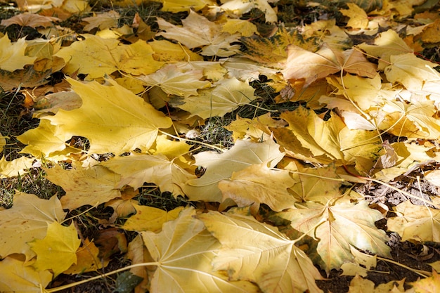 Een stelletje herfst esdoorn bladeren op de grond.