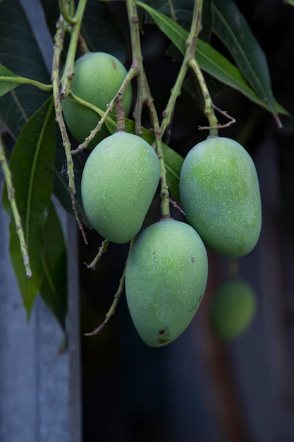 Een stelletje verse rauwe groene mango scharnierend in de selectieve focus van de boomtak