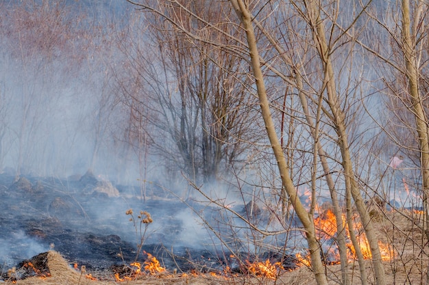 Een sterk vuur verspreidt zich in windstoten door droog gras, rokend droog gras, concept van vuur en verbranding van het bos.