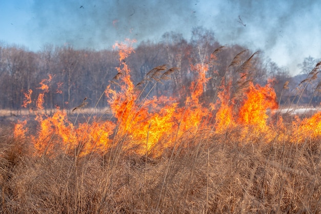 Foto een sterk vuur verspreidt zich in windstoten door droog gras