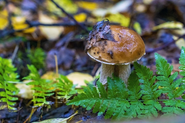 Een sterke witte paddenstoel komt uit de grond in het herfstbos