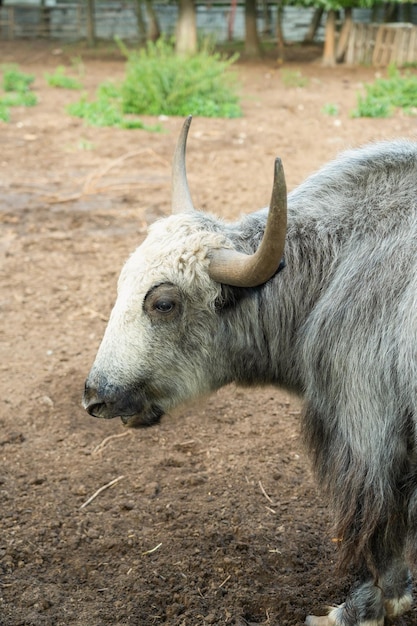 Een stier van een binnenlandse jak met grote hoorns en grijze vacht. Selectieve focus