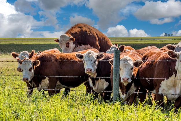 Een stier zat op een koe die haar zwanger maakte in een weiland in Saskatchewan