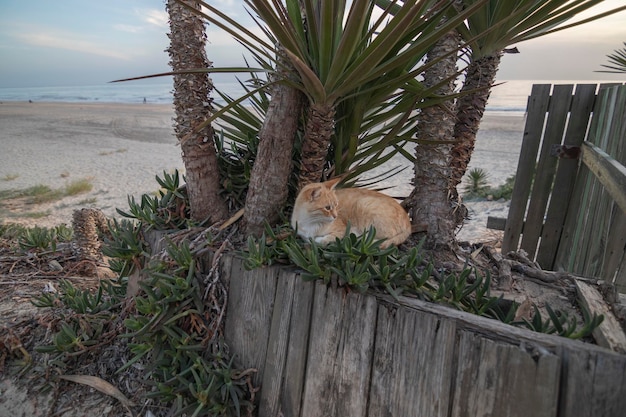 Een straatkat liggend tussen palmbomen op de achtergrond het strand