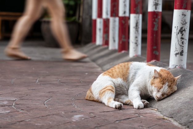 Een straatkat slaapt ontspannen op de stoep. mensen lopen voorbij, hij let er niet op