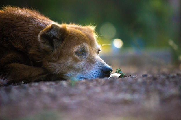 Een straatpuppy in de openbare tuin in India