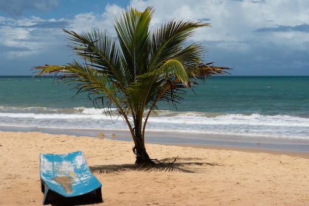 Een strand met een palmboom en een bankje erop