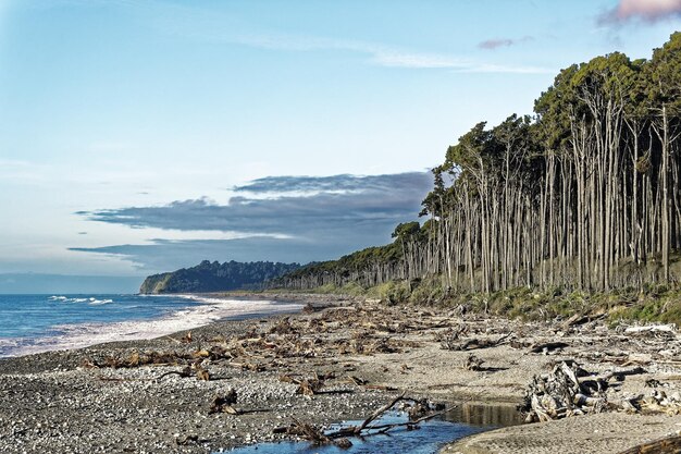 een strand met een strand en bomen aan de zijkant