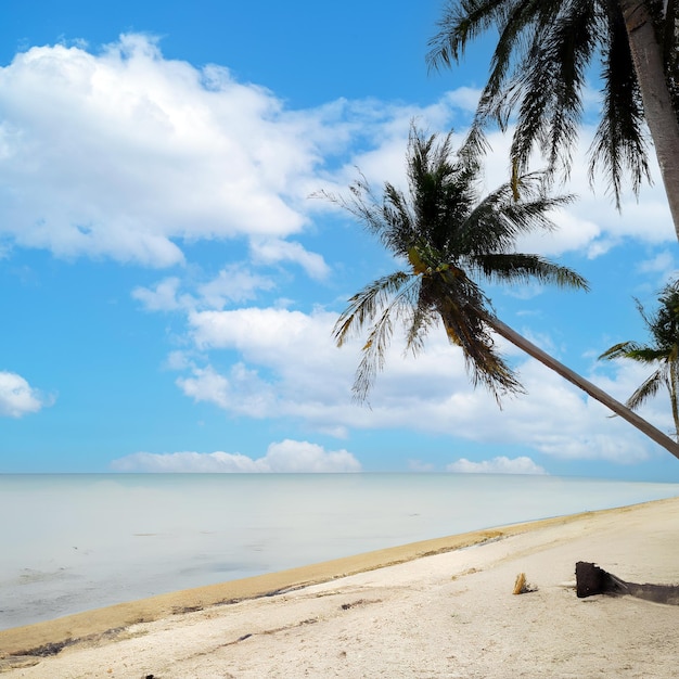 Een strand met palmbomen en een blauwe lucht met wolken