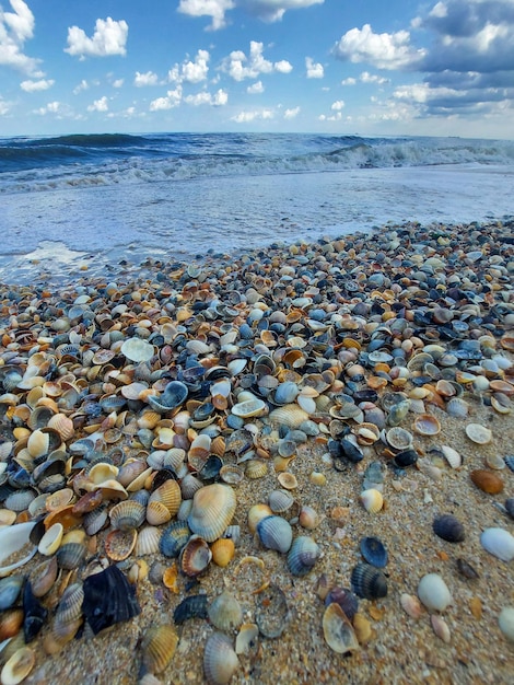 Een strandtafereel met schelpen en de oceaan op de achtergrond.