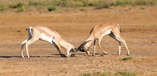 Een strijd tussen twee Grant Gazellen in de savanne van Kenia