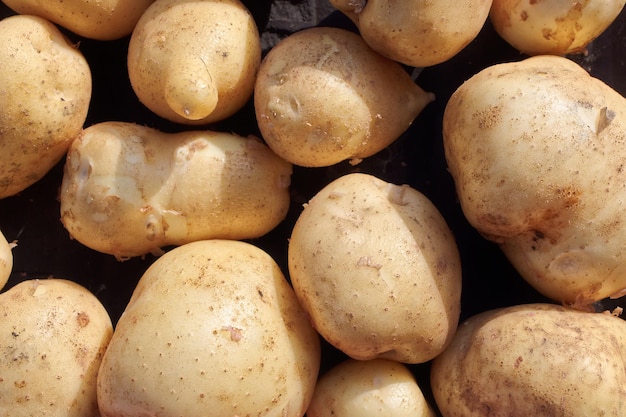 Een strooisel van pure en grote witte aardappelen Een boer39s natuurlijke groente